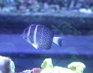 Acanthurus guttatus rozmiar 9-10 cm