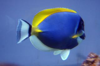 Acanthurus leucosternon (Pokolec Białobrody) 14-15cm