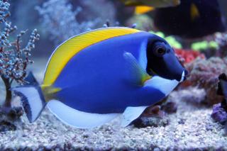 Acanthurus leucosternon (Pokolec Białobrody) 8-9 cm