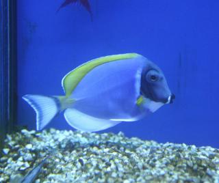 Acanthurus leucosternon (Pokolec Białobrody) rozmiar 8cm