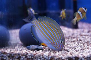 Acanthurus lineatus  6-8 cm