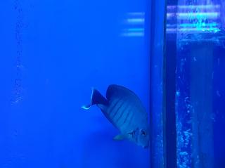 Acanthurus pyroferus rozmiar 6cm