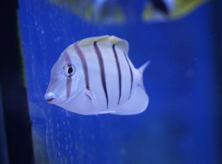 Acanthurus triostegus 5-7cm