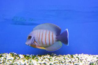 Acanthurus tristis rozmiar 8-9cm