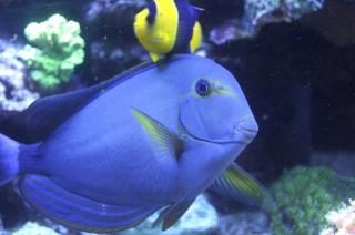 Acanthurus xanthopterus rozmiar 17-18 cm