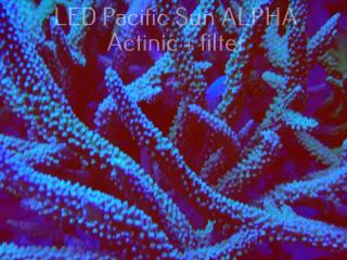 Acropora formosa BLUE JEANS (15.06.2022) MM4  10cm CTO