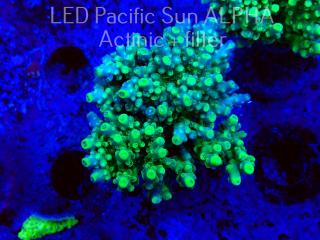 Acropora granulosa ELECTRIC LIME (09.06.2022) MM3-I-23  6cm