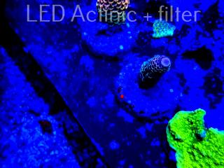 Acropora sp. AUSTRALIA (04.01.2022) MM3-I-15  3cm