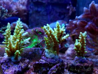 Acropora sp. green rozmiar 5 cm