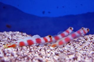 Amblygobius aurora rozmiar 8-9 cm