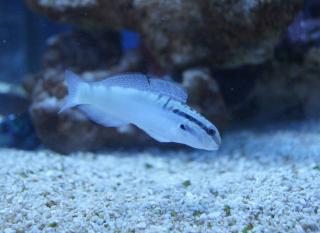 Amblygobius bynoensis rozmiar 6-7 cm