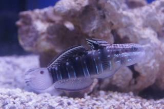 Amblygobius phalaena rozmiar 10-11 cm