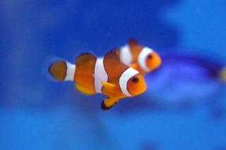 Amphiprion ocellaris "classic" 3cm AQUACULTURE