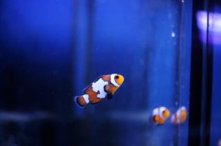 Amphiprion ocellaris Fancy Snowflake rozmiar 2-3cm