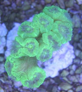 Caulastrea furcata fluo10+(24.11.22)