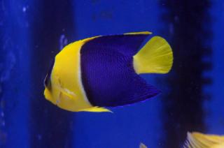Centropyge bicolor rozmiar 9-10 cm