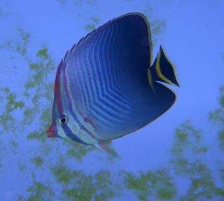 Chaetodon baronessa rozmiar 11 cm