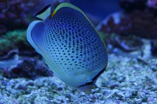 Chaetodon guttatissimus rozmiar 10-11cm