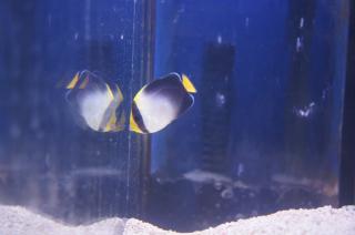 Chaetodontoplus mesoleucus (Queen Angel) rozmiar 4-5 cm