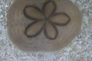 Clypeaster australasiae (jeżowiec piaskowy Sanddollar) rozmiar 7-8 cm