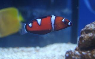 Coris formosa rozmiar 4-5 cm
