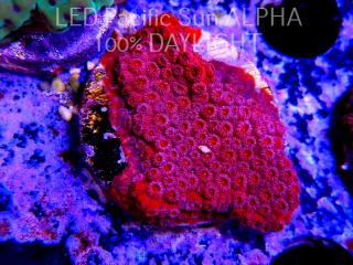 Cyphastrea JF BLOOD RED (14.06.2023) MM2-I-5  3cm