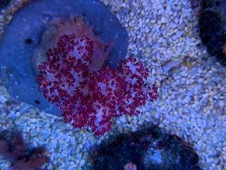 Dendronephthya sp. ORANGE / RED