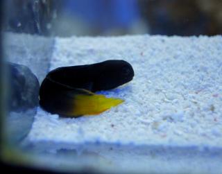 Ecsenius namiyei rozmiar 5cm