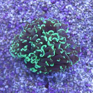 Euphyllia ancora green