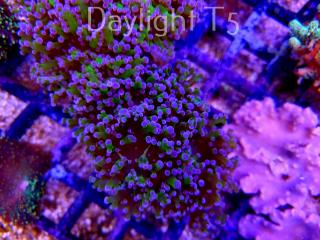 Euphyllia cristata (14.11.2021) KRE-5