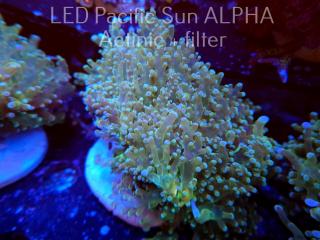 Euphyllia divisa AUSTRALIA (26.10.2023) XL