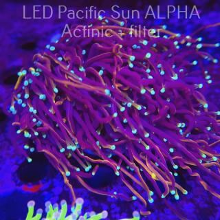 Euphyllia glabrescens INDO GOLD TORCH (03.02.2024) XL