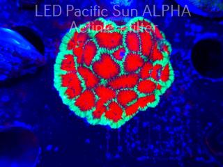 Favites sp. RED EYE Australia (08.11.2024)