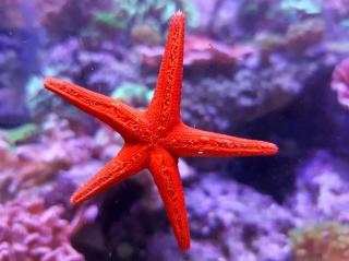 Fromia sp. (Starfish Red - rozgwiazda czerwona) rozmiar 6-7 cm