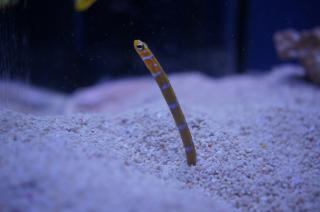 Gorgasia preclara (Garden Eel) około 30 cm