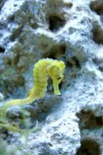 Hippocampus reidi - Yellow Sapphire rozmiar 6-7 cm