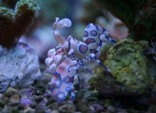 Hymenocera elegans (Harlequin Shrimp) 3-4 cm