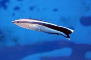 Labroides dimidiatus (doktorek) rozmiar 6-7 cm