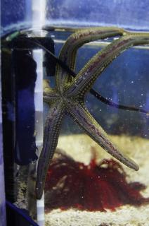 Linckia sp zielona (Green Starfish) średnica 15-18 cm