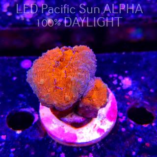 Lobophyllia corymbosa ULTRA Australia (15.12.2024)