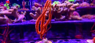 Menella RED+ORANGE (10.09.2024) BALI  10cm