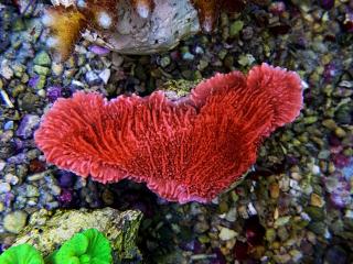 Montipora capricornis czerwona