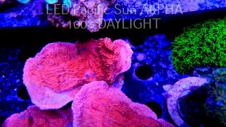 Montipora capricornis RED (06.03.2023)  8cm
