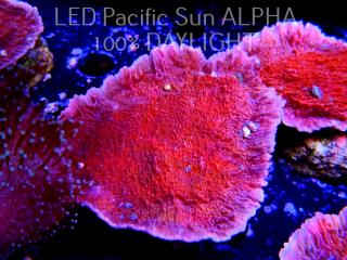 Montipora capricornis RED (11.10.2023)  10cm