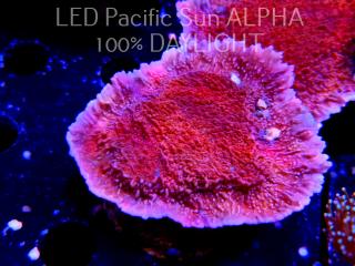 Montipora capricornis RED (11.10.2023)  6cm