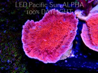 Montipora capricornis RED (11.10.2023)  8cm