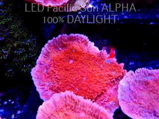 Montipora capricornis RED (11.10.2023)  9cm