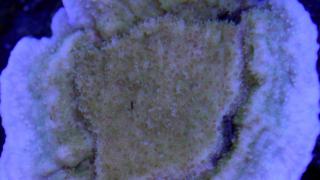 Montipora delicatula (z fioletową obwódką) foto 17.10.2020 L2-I rozmiar 5 cm