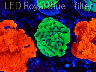 Montipora ECC YELLOW FREEZE (07.03.2022) DROP