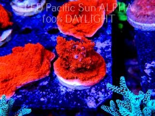 Montipora sp. RED East Australia (20.11.2022)  5cm